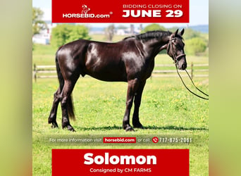 Friesian horses Mix, Gelding, 4 years, Black