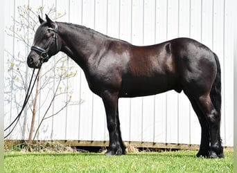 Friesian horses Mix, Gelding, 4 years, Black