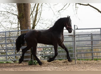 Friesian horses, Gelding, 4 years, Black