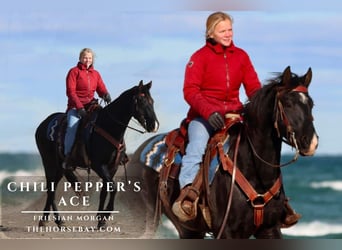 Friesian horses, Gelding, 4 years, Black