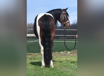 Friesian horses Mix, Gelding, 4 years, Pinto