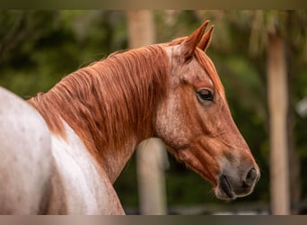 Friesian horses Mix, Gelding, 4 years, Roan-Red