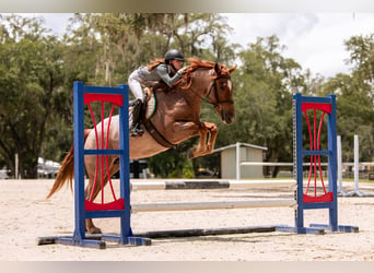 Friesian horses Mix, Gelding, 4 years, Roan-Red