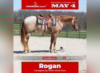 Friesian horses Mix, Gelding, 4 years, Roan-Red