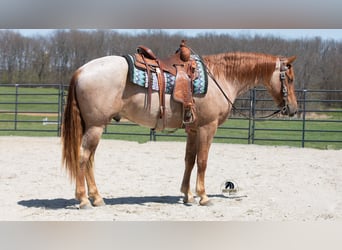 Friesian horses Mix, Gelding, 4 years, Roan-Red