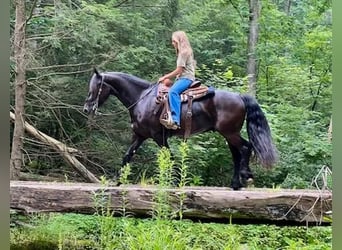 Friesian horses, Gelding, 5 years, 14.2 hh, Black
