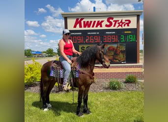 Friesian horses, Gelding, 5 years, 14.3 hh, Bay