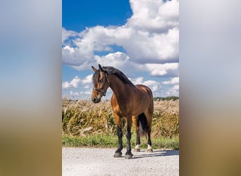 Friesian horses, Gelding, 5 years, 14.3 hh, Bay