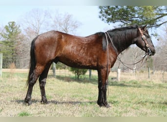 Friesian horses, Gelding, 5 years, 14.3 hh, Bay