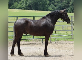 Friesian horses, Gelding, 5 years, 14.3 hh, Black