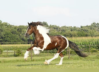 Friesian horses Mix, Gelding, 5 years, 14.3 hh, Chestnut