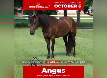 Friesian horses Mix, Gelding, 5 years, 14 hh, Black