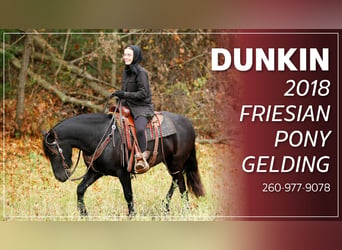 Friesian horses Mix, Gelding, 5 years, 14 hh, Black