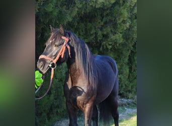 Friesian horses Mix, Gelding, 5 years, 14,1 hh, Black