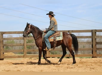 Friesian horses, Gelding, 5 years, 14,3 hh, Bay