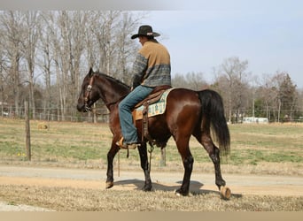 Friesian horses, Gelding, 5 years, 14,3 hh, Bay