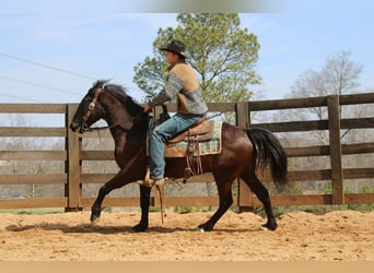 Friesian horses, Gelding, 5 years, 14,3 hh, Bay