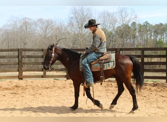 Friesian horses, Gelding, 5 years, 14,3 hh, Bay