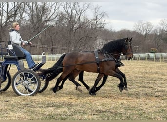 Friesian horses, Gelding, 5 years, 14,3 hh, Bay