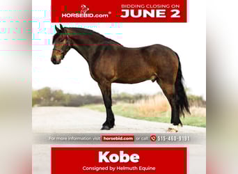 Friesian horses, Gelding, 5 years, 14,3 hh, Bay