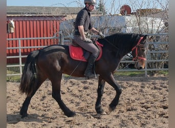 Friesian horses Mix, Gelding, 5 years, 15.1 hh, Bay-Dark
