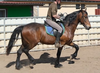 Friesian horses Mix, Gelding, 5 years, 15.1 hh, Bay-Dark