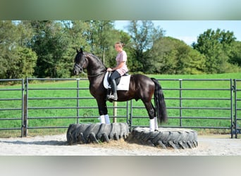 Friesian horses Mix, Gelding, 5 years, 15.1 hh, Black Friesian horses Mix, Gelding, 5 years, 15.1 hh, Black