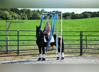 Friesian horses Mix, Gelding, 5 years, 15.1 hh, Black Friesian horses Mix, Gelding, 5 years, 15.1 hh, Black