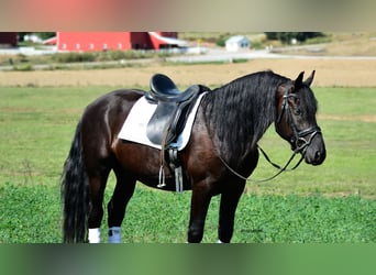 Friesian horses Mix, Gelding, 5 years, 15.1 hh, Black Friesian horses Mix, Gelding, 5 years, 15.1 hh, Black