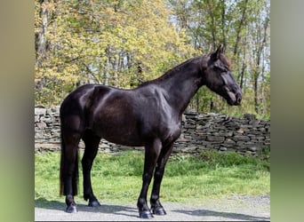 Friesian horses, Gelding, 5 years, 15.1 hh, Black