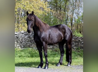 Friesian horses, Gelding, 5 years, 15.1 hh, Black