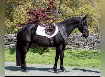 Friesian horses, Gelding, 5 years, 15.1 hh, Black