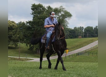 Friesian horses, Gelding, 5 years, 15.1 hh, Black