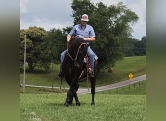 Friesian horses, Gelding, 5 years, 15.1 hh, Black