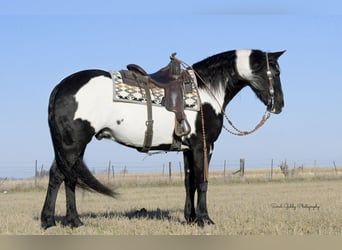 Friesian horses, Gelding, 5 years, 15.1 hh, Overo-all-colors
