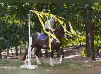Friesian horses Mix, Gelding, 5 years, 15.1 hh, Pinto
