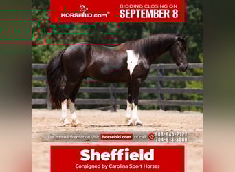 Friesian horses Mix, Gelding, 5 years, 15.1 hh, Pinto