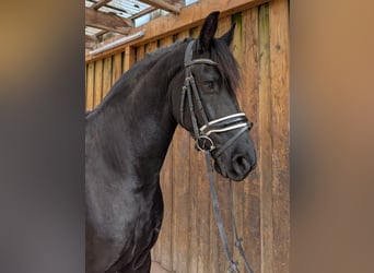 Friesian horses, Gelding, 5 years, 15.2 hh, Black