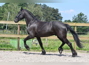 Friesian horses, Gelding, 5 years, 15.2 hh, Black