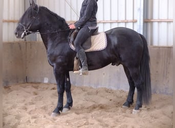 Friesian horses Mix, Gelding, 5 years, 15.2 hh, Black