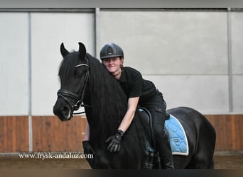 Friesian horses, Gelding, 5 years, 15,2 hh, Black