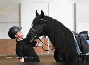 Friesian horses, Gelding, 5 years, 15,2 hh, Black