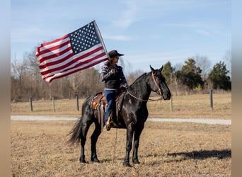 Friesian horses Mix, Gelding, 5 years, 15,2 hh, Black