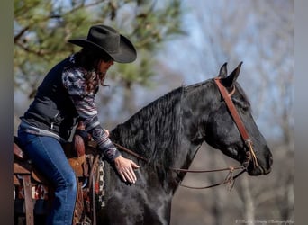 Friesian horses Mix, Gelding, 5 years, 15.2 hh, Black