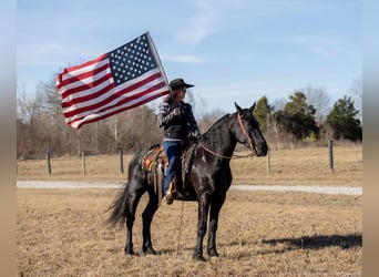 Friesian horses Mix, Gelding, 5 years, 15.2 hh, Black