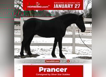 Friesian horses Mix, Gelding, 5 years, 15.2 hh, Black