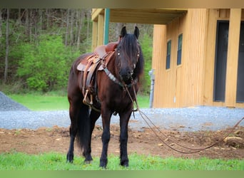 Friesian horses, Gelding, 5 years, 15.2 hh, Black