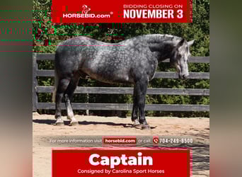 Friesian horses Mix, Gelding, 5 years, 15.2 hh, Grey