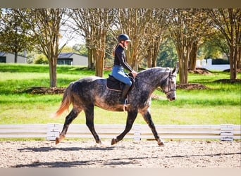 Friesian horses Mix, Gelding, 5 years, 15.2 hh, Grey