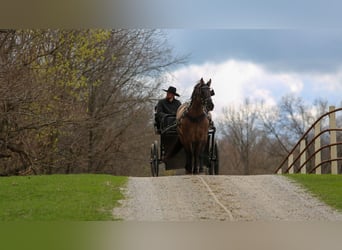 Friesian horses Mix, Gelding, 5 years, 15.2 hh, Grullo